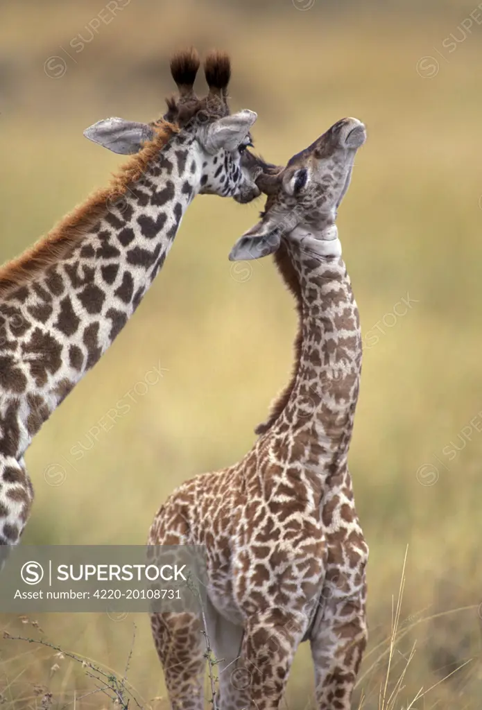 Reticulated Giraffe - adult grooming young (Giraffa camelopardalis reticulata)