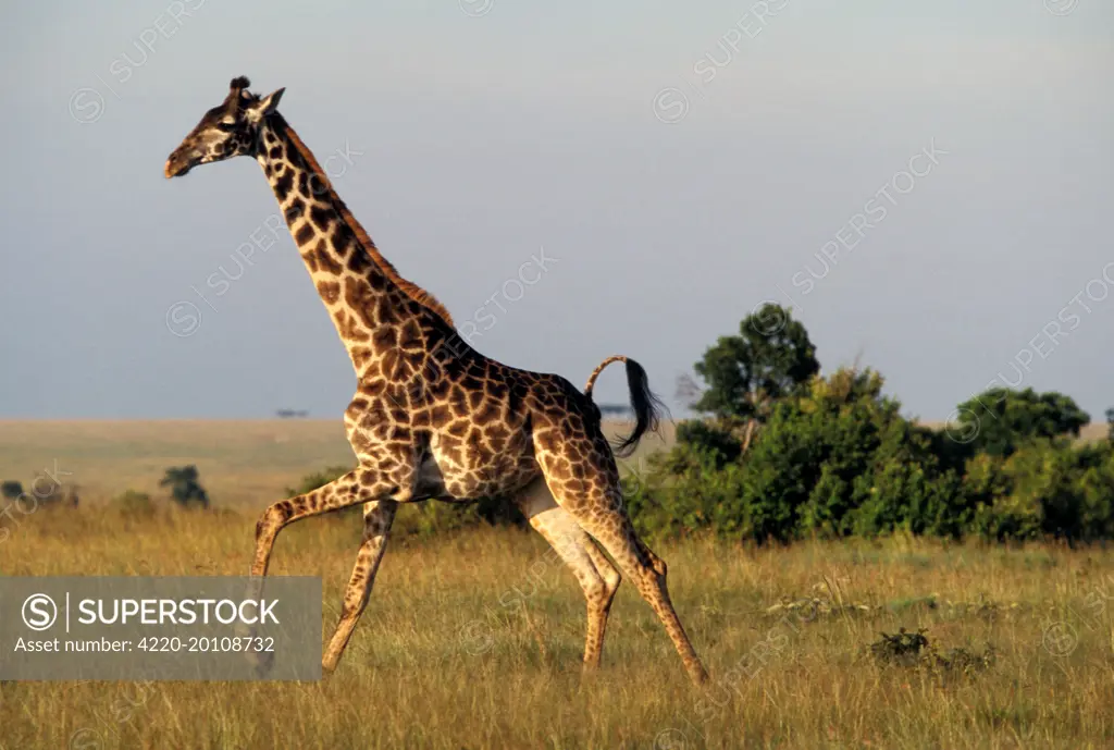 Giraffe - adult running (giraffa camelopardalis)