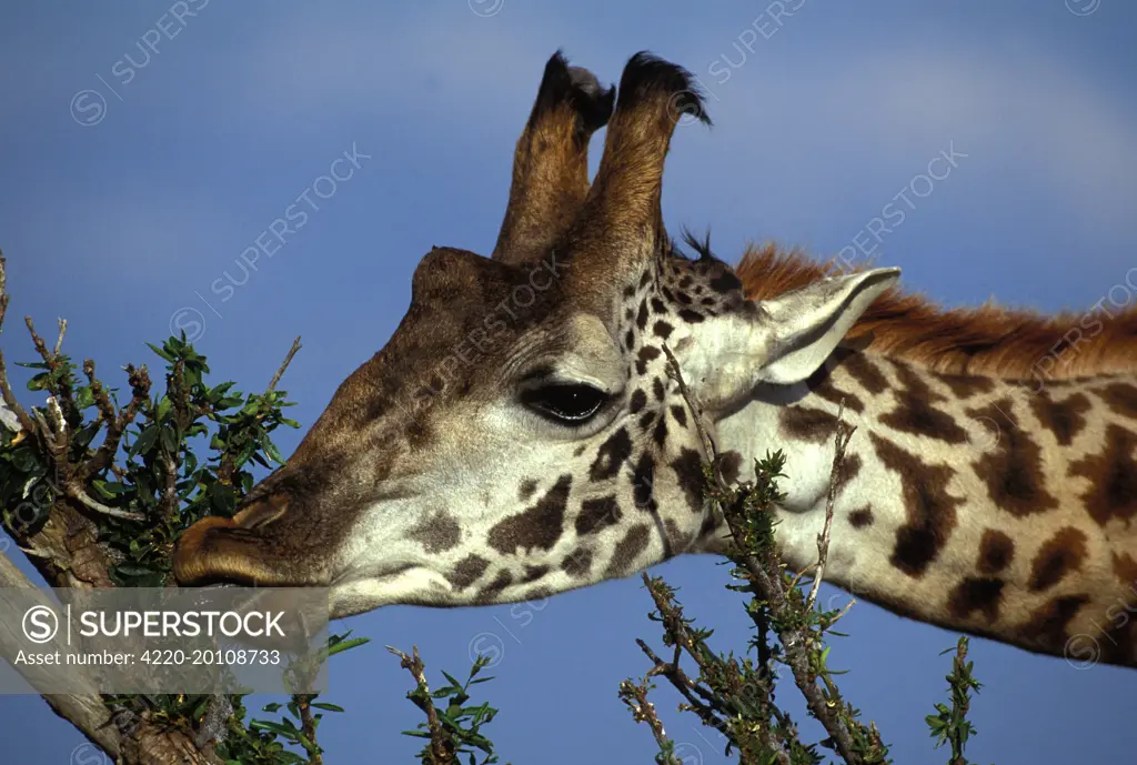 Reticulated Giraffe - close-up of head, feeding (Giraffa camelopardalis reticulata)