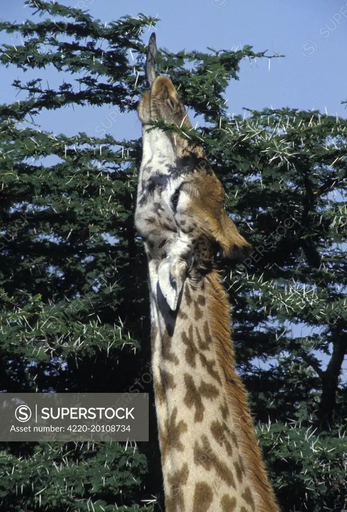 Reticulated Giraffe - close-up of head, feeding (giraffa camelopardalis reticulata)