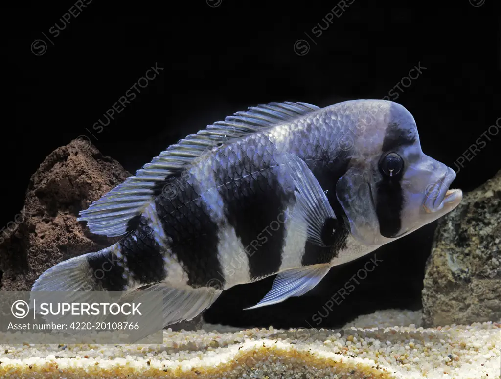 Fish - Frontosa Cichlid  (Cyphotilapia frontosa). Lake Tanganyika, Africa.