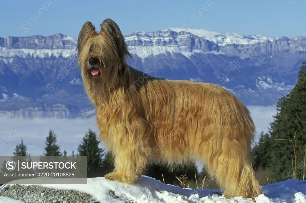 Briard / Berger de Brie DOG - in snow. Mountains in background 