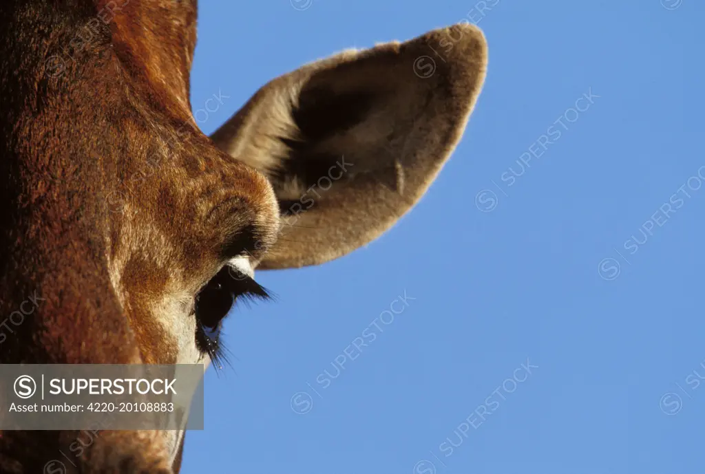 Reticulated Giraffe - close up of eye &amp; ear (Giraffa camelopardalis reticulata)