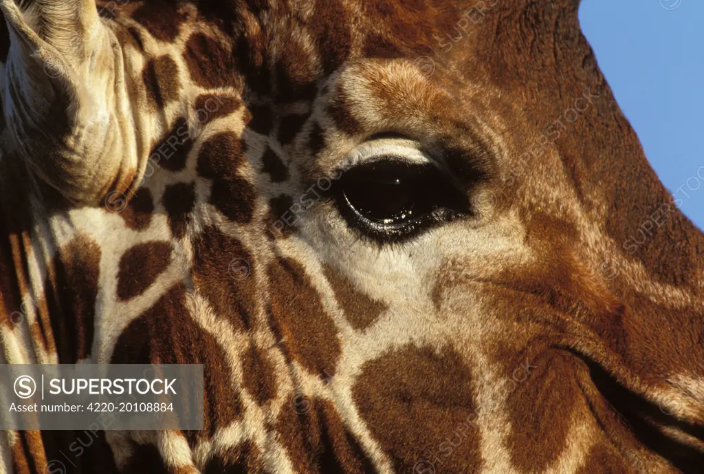 Reticulated Giraffe - close up of face (Giraffa camelopardalis reticulata)