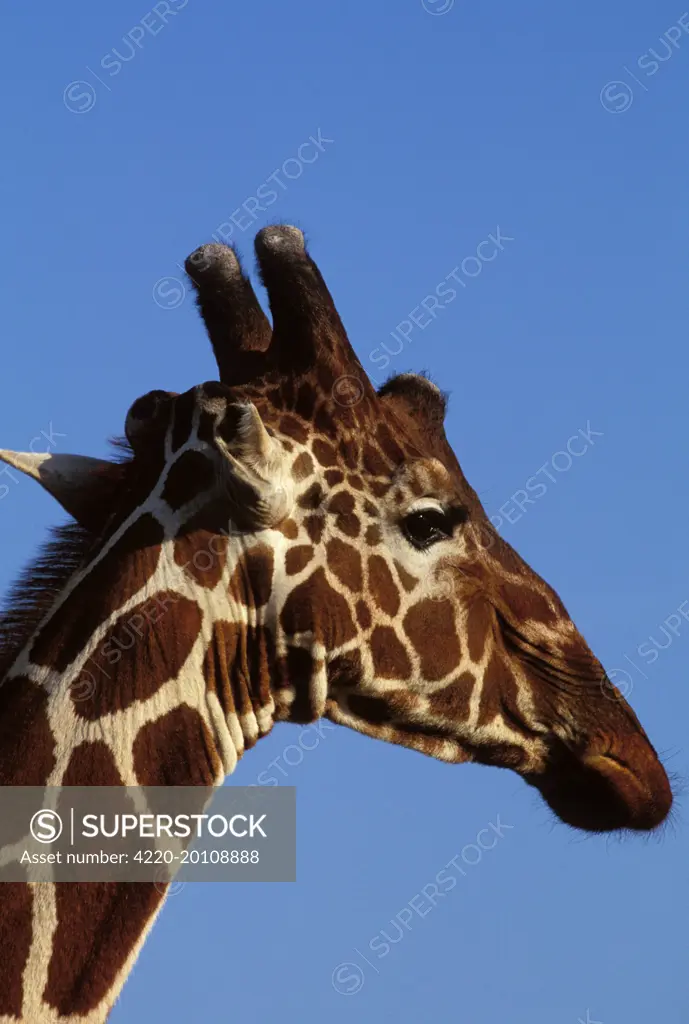 Reticulated Giraffe - close up of face, showing ossicones (Giraffa camelopardalis reticulata)