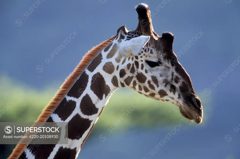 Giraffe - close-up of head (Giraffa camelopardalis)