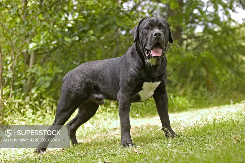 DOG - Cane Corso / Italian Mastiff, standing 