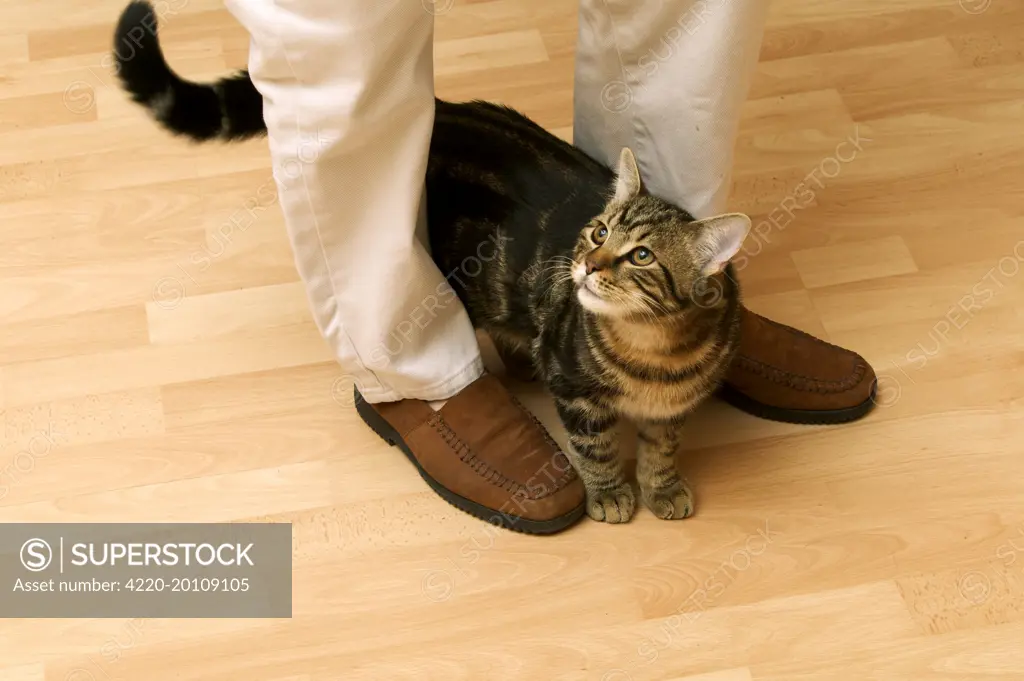 Tabby Cat - rubbing against person's legs for attention 