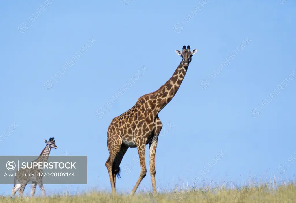 Reticulated Giraffe - adult with young (Giraffa camelopardalis reticulata)