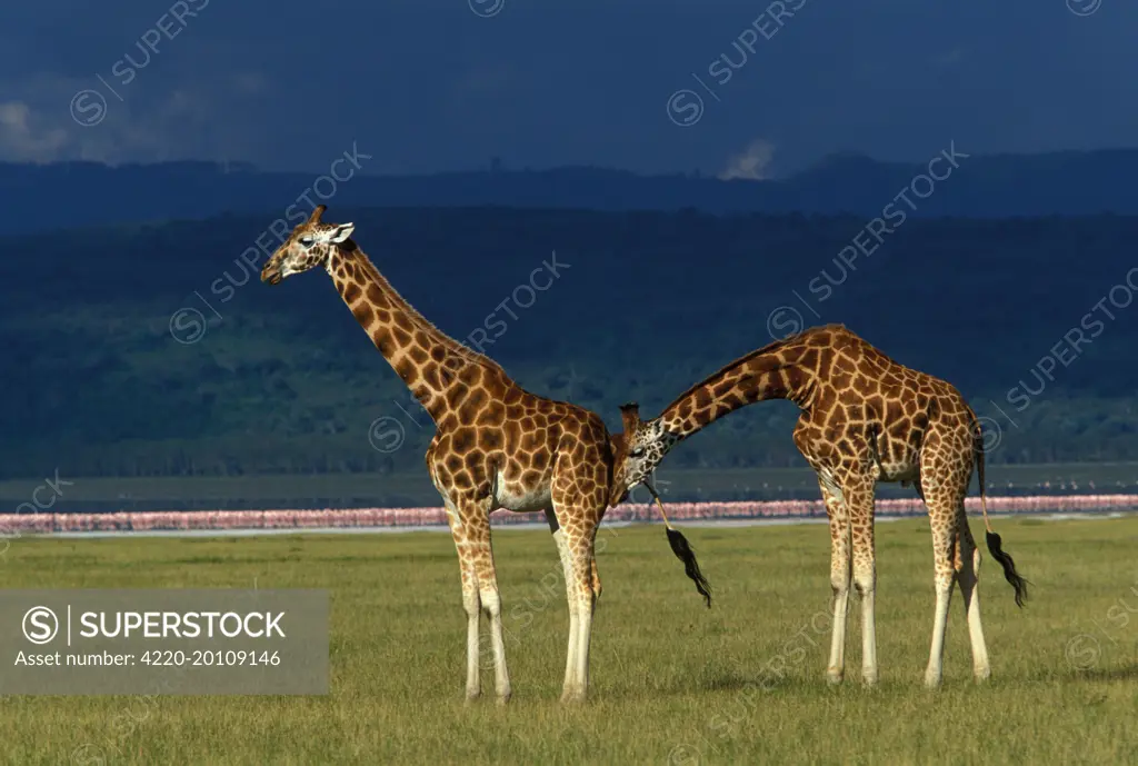 Reticulated Giraffe - male assessing mating readiness (Giraffa camelopardalis reticulata)