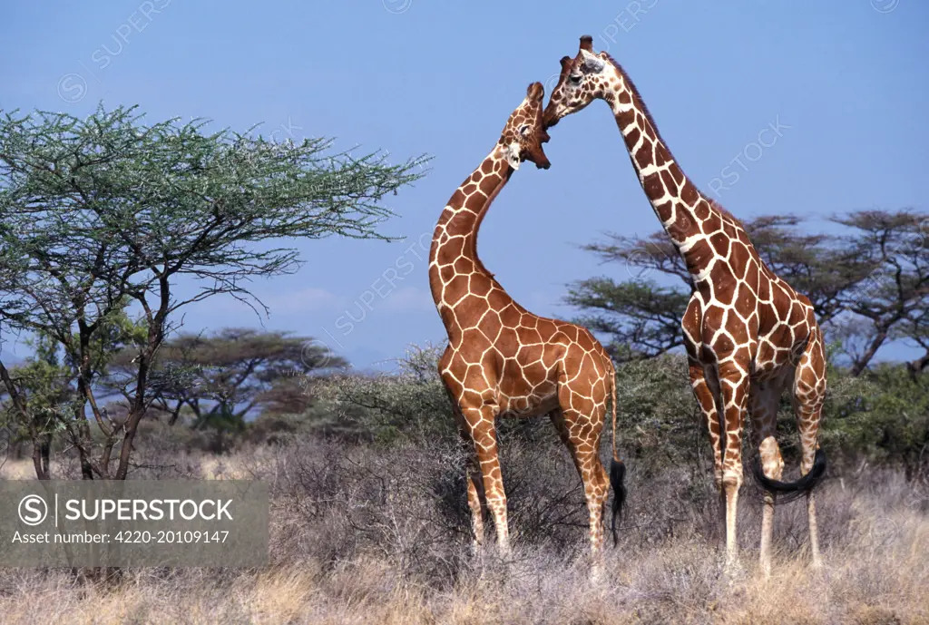 Reticulated Giraffe - two adults  (Giraffa camelopardalis reticulata)