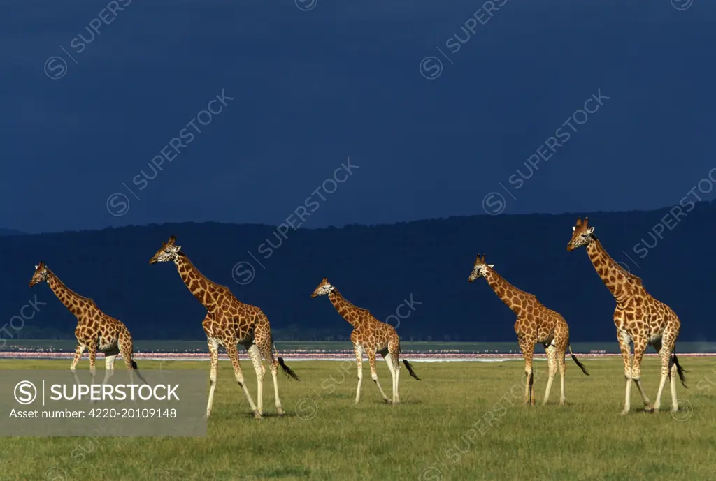 Reticulated Giraffe - group (Giraffa camelopardalis reticulata)