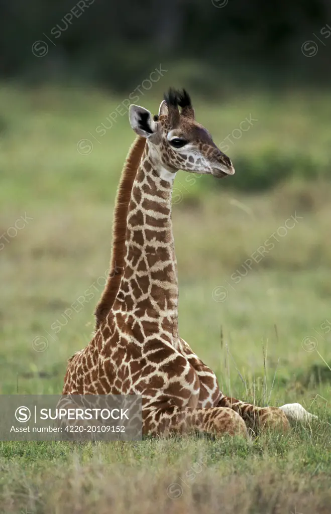 Reticulated Giraffe - young, lying down (Giraffa camelopardalis reticulata)