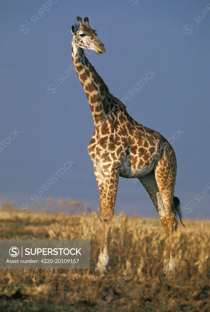 Reticulated Giraffe  (Giraffa camelopardalis reticulata)