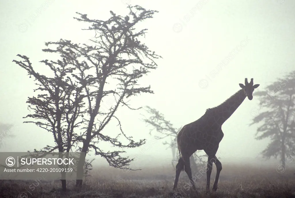 Giraffe - in mist (Giraffa camelopardalis)