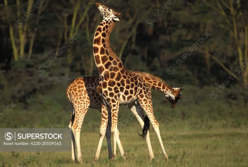 Giraffe - two (Giraffa camelopardalis)