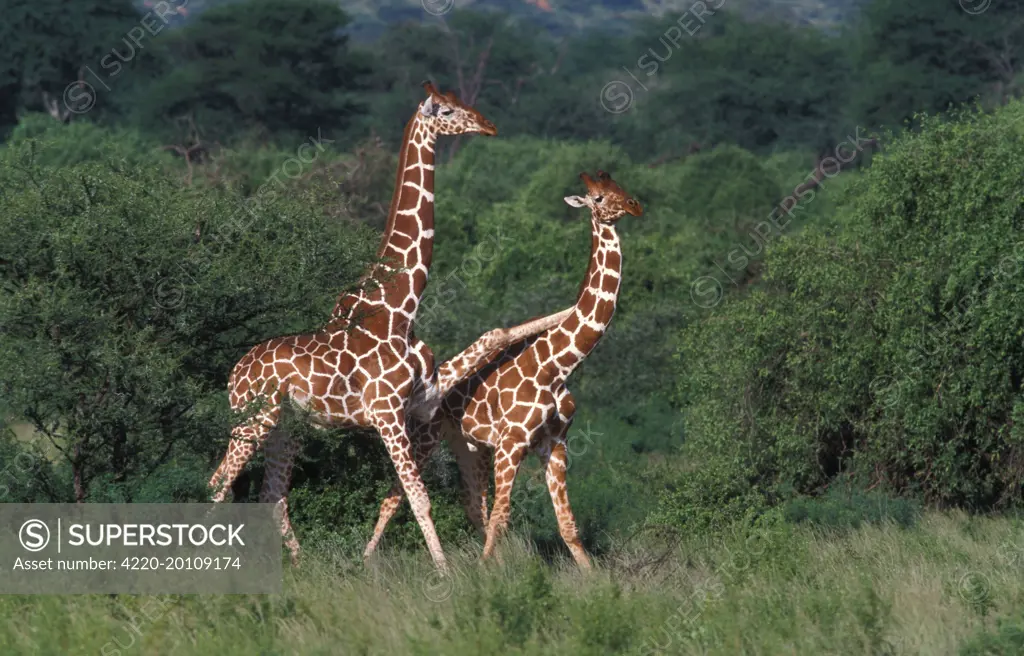 Reticulated Giraffe - two, one with leg over second smaller giraffes back (Giraffa camelopardalis reticulata)