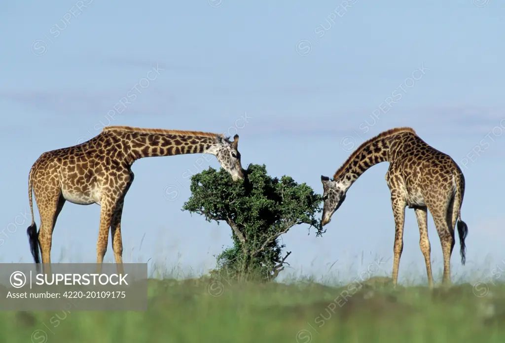 Reticulated Giraffe - two grazing on small tree (Giraffa camelopardalis reticulata)