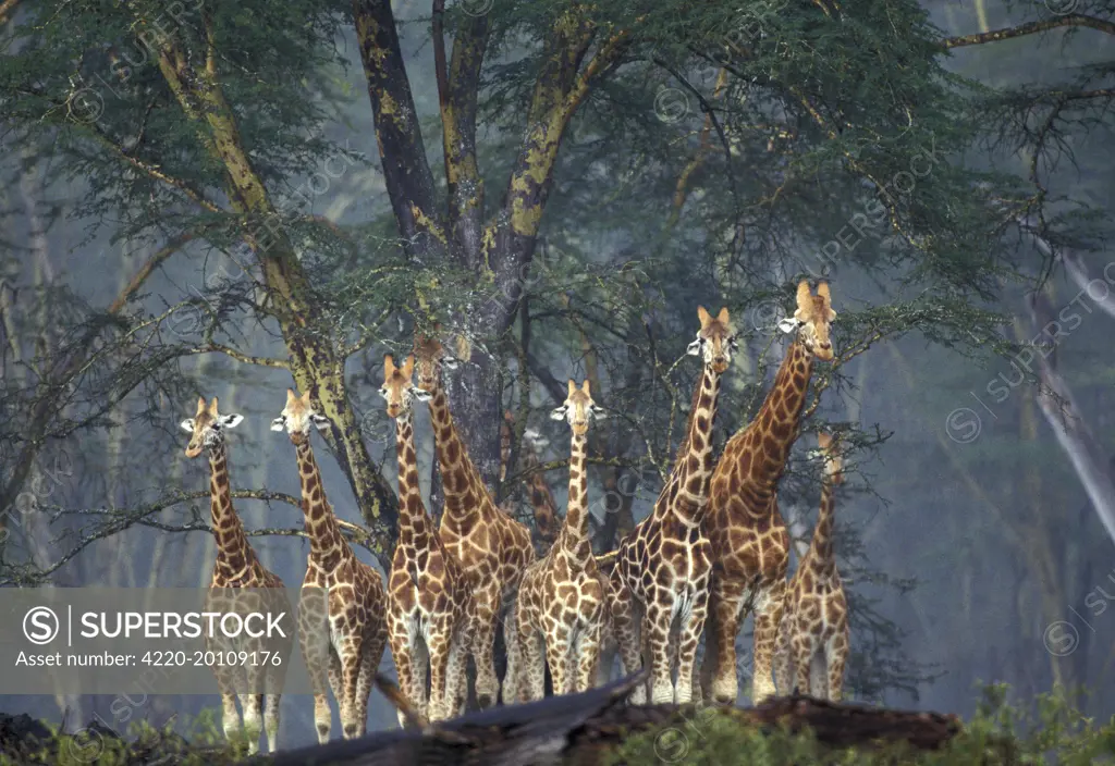 Reticulated Giraffe - group standing together (Giraffa camelopardalis reticulata)