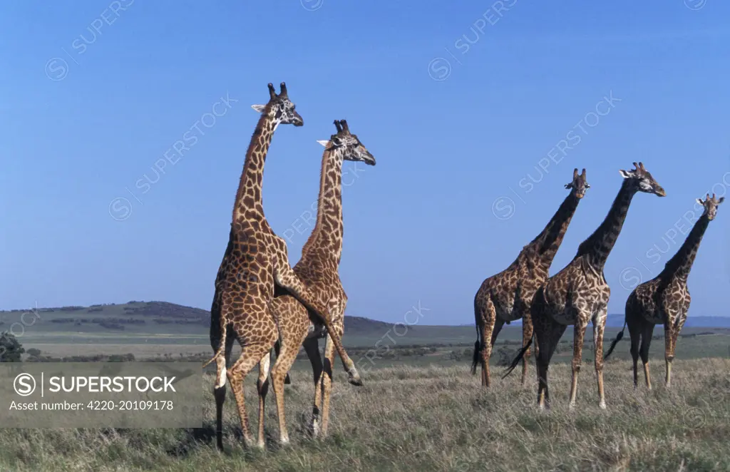 Reticulated Giraffe - group, with pair mating (Giraffa camelopardalis reticulata)