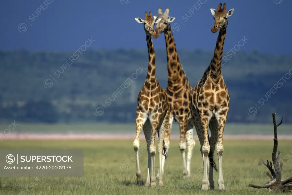 Reticulated Giraffe - three (Giraffa camelopardalis reticulata)