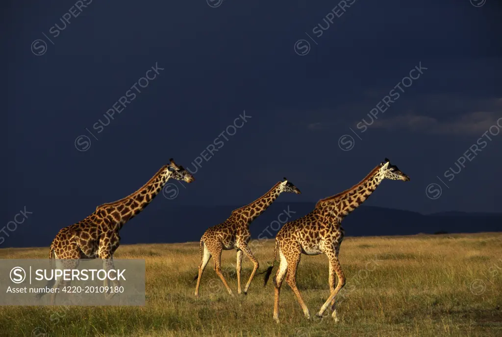 Reticulated Giraffe - three, with stormy sky behind (Giraffa camelopardalis reticulata)