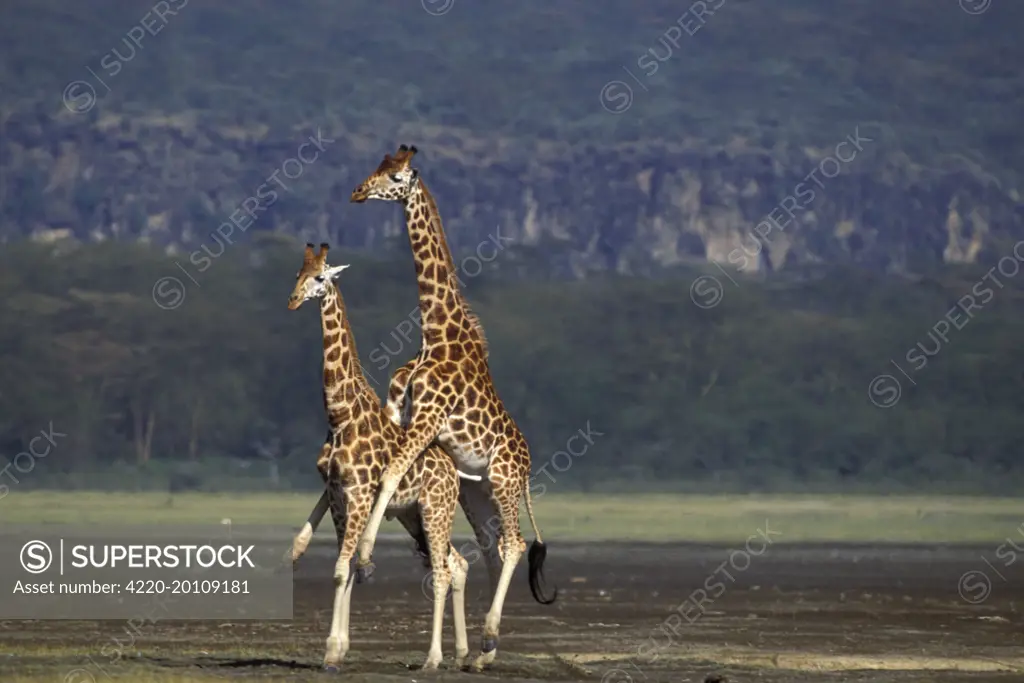 Reticulated Giraffe - pair mating (Giraffa camelopardalis reticulata)