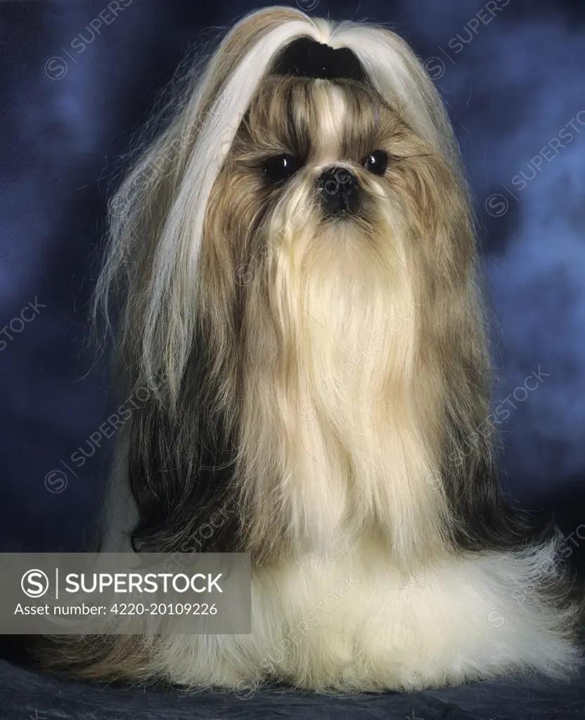 Shih-Tzu DOG - with ribbon in hair 