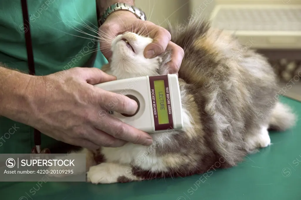 Cat - at vets, using a microchip reader 