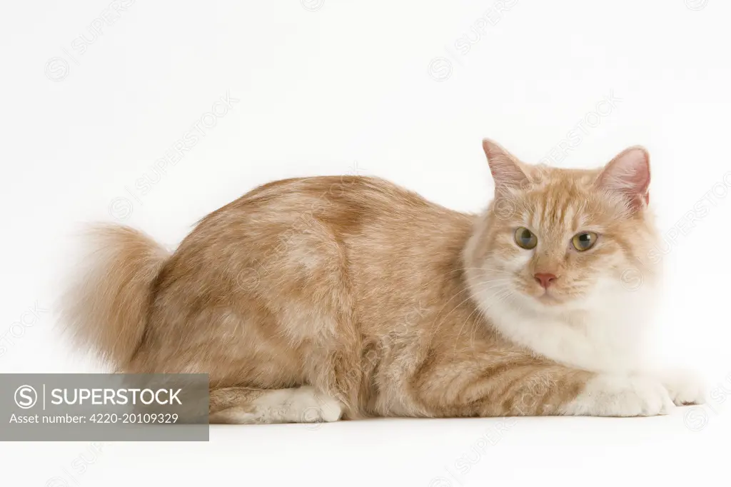 Cat - Kurilian Bobtail. Lying, side view 