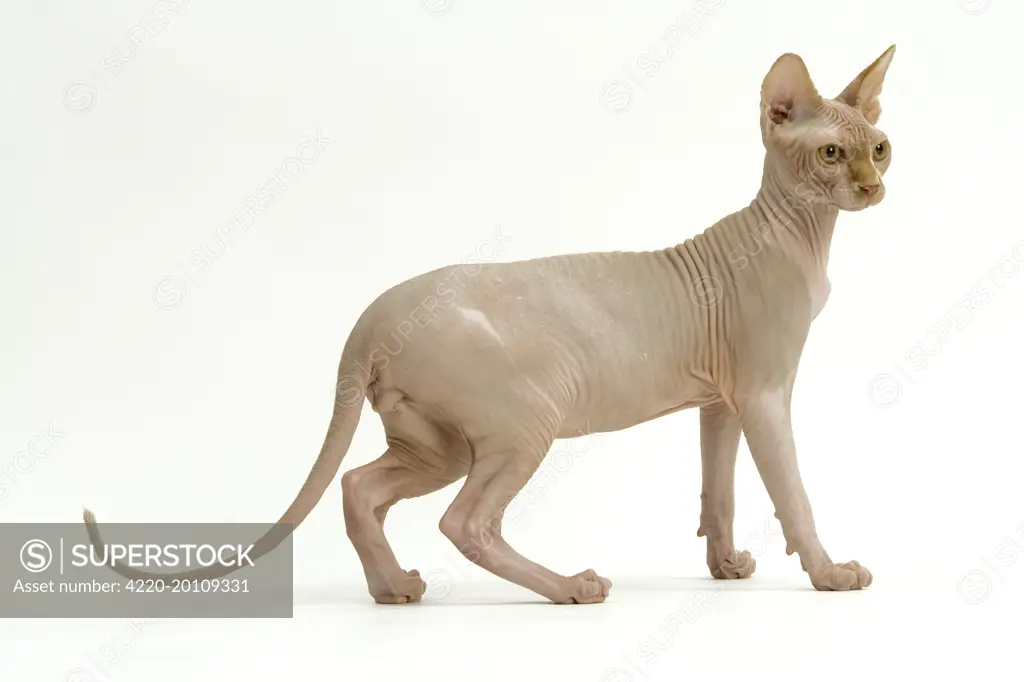 Cat - Sphynx. Standing, side view 