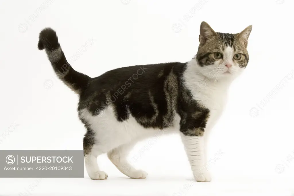 Cat - American Shorthair, Brown tabby and white 