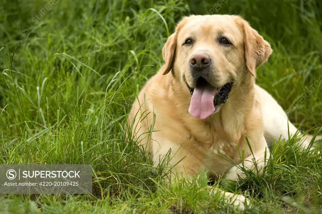 Dog - Labrador 