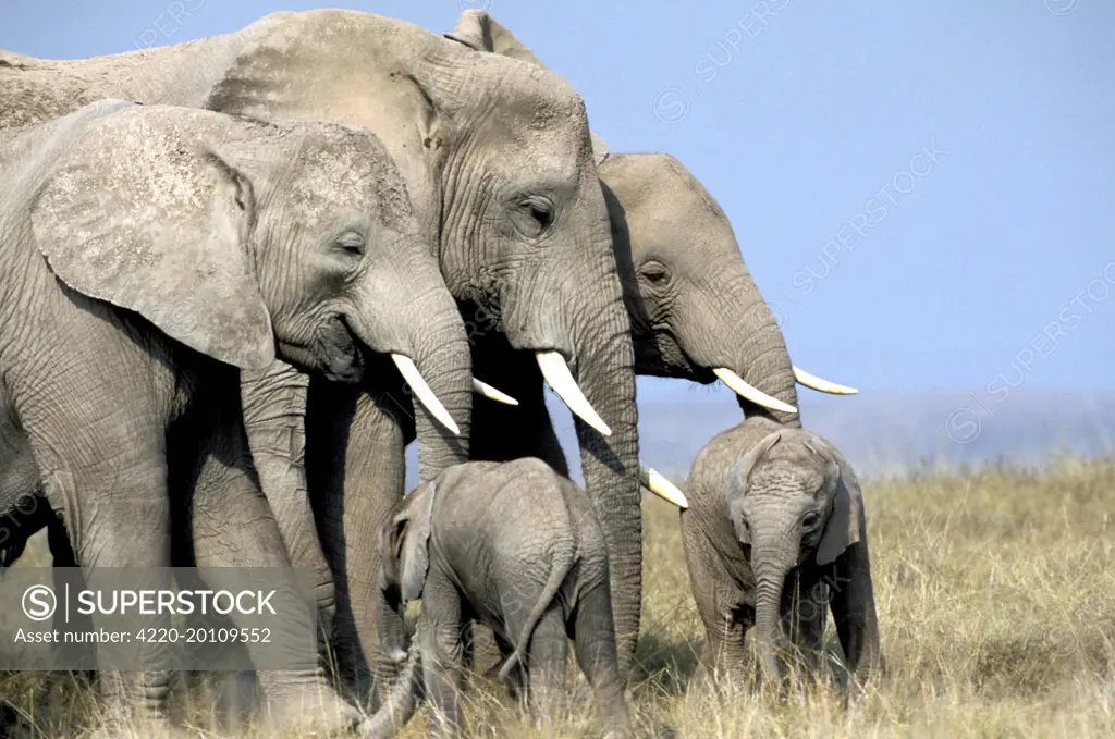 African Elephant - herd (Loxodonta africana).  Amboseli National Park - Kenya - Africa.