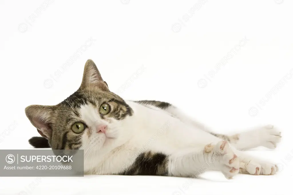 Cat - American Shorthair white brown tabby - lying 