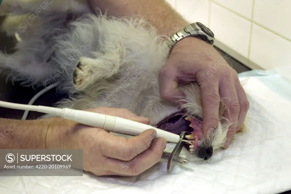Vet - checking dog's teeth 