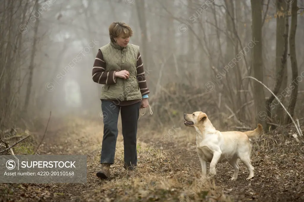 Labrador - with owner walking in woodland 