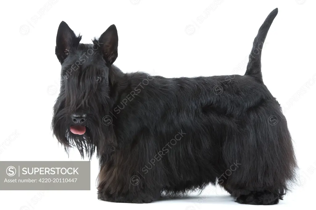 Dog - Scottish / Aberdeen Terrier 