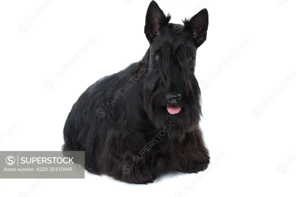 Dog - Scottish / Aberdeen Terrier 