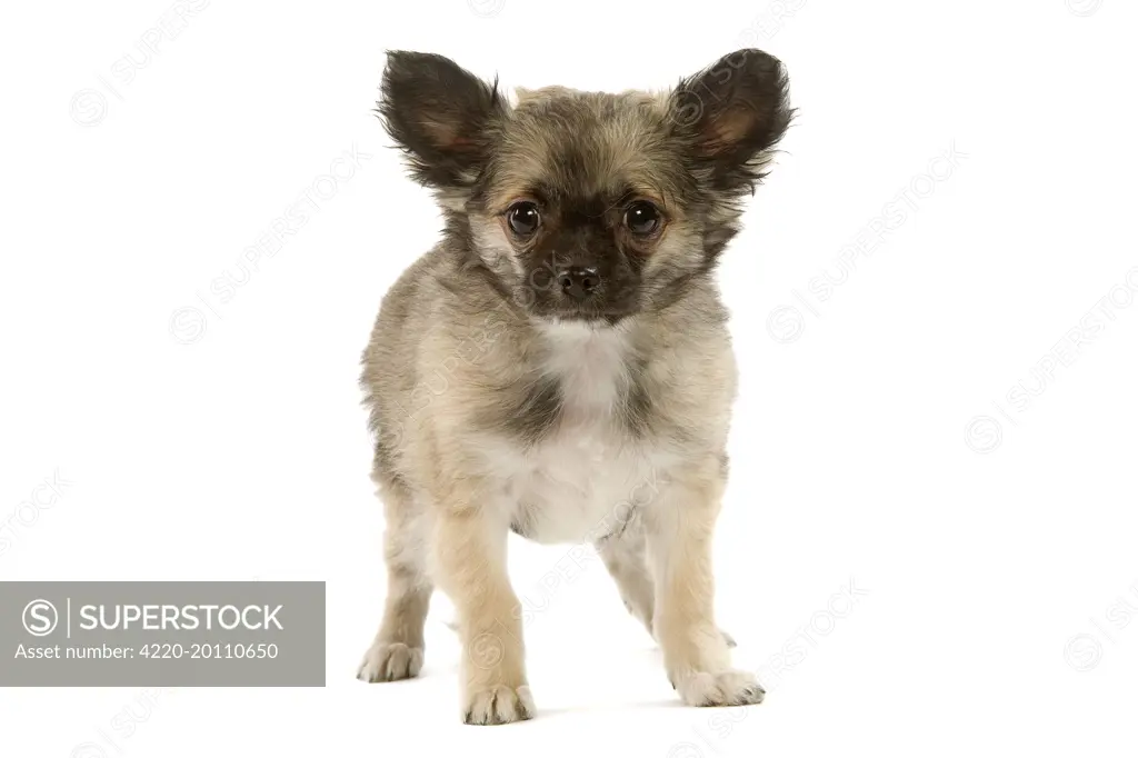 Dog - Chihuahua 