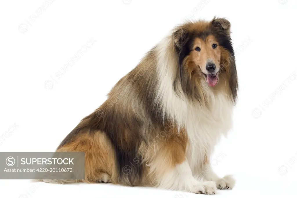 Dog - Collie 