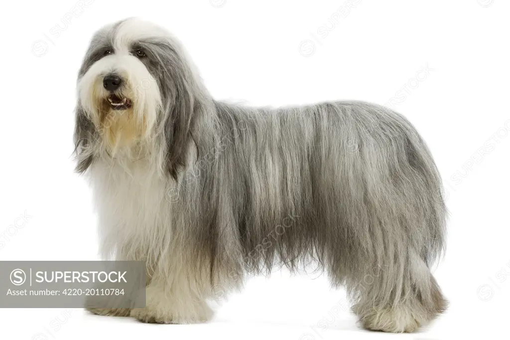Dog - Bearded Collie 
