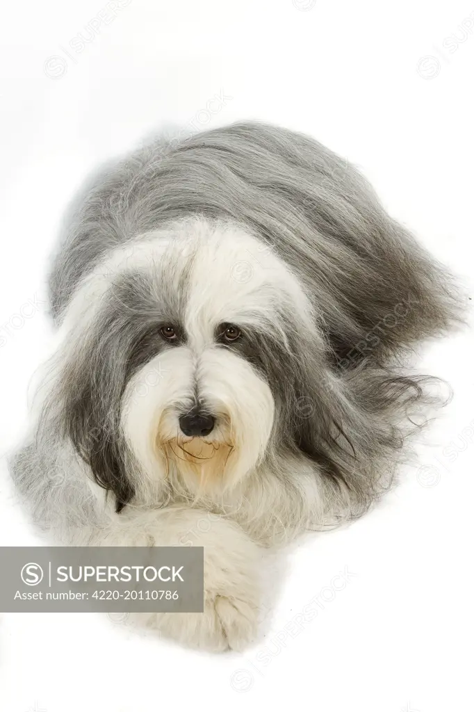 Dog - Bearded Collie 