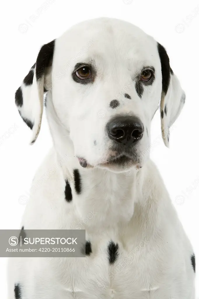 Dog - Dalmatian 