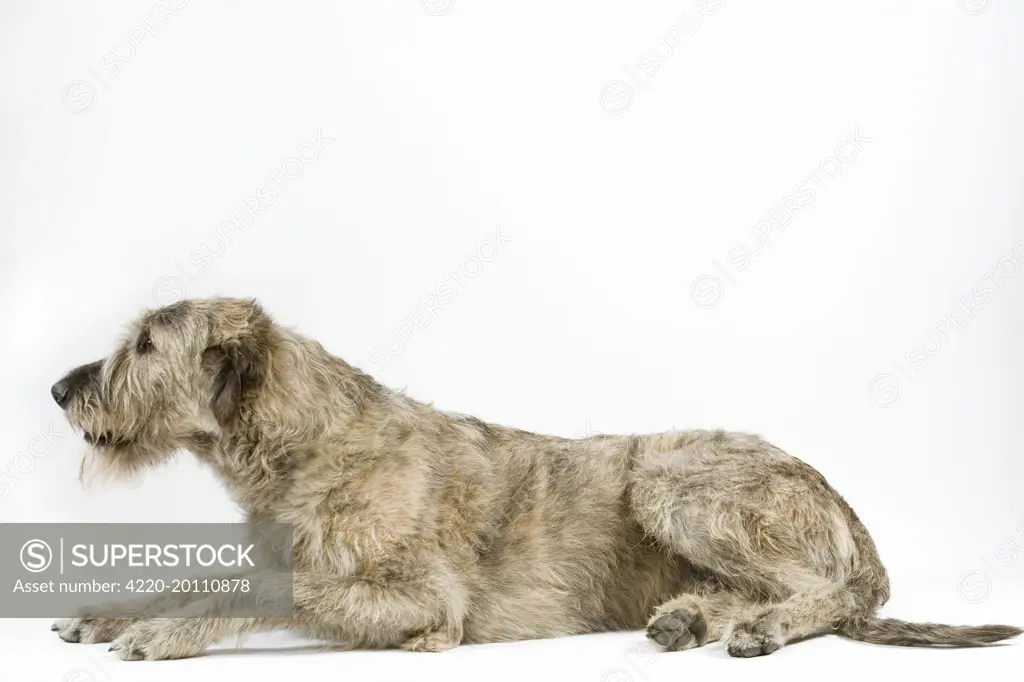 Dog - Irish Wolfhound, lying down 