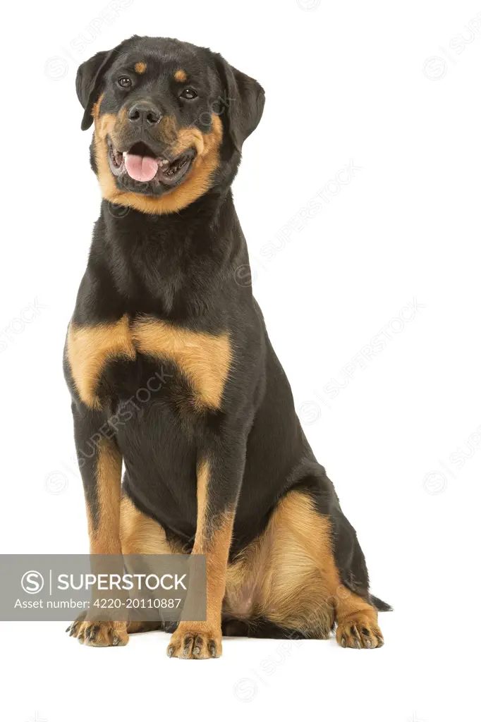 Rottweiler Dog 