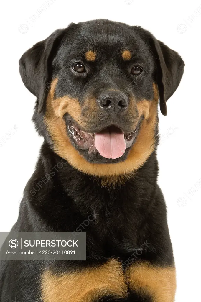 Rottweiler Dog 