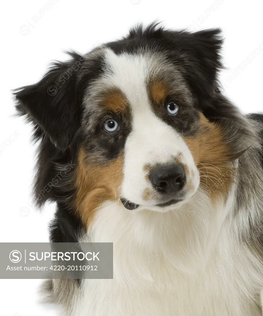 Dog - Australian Sheepdog / Shepherd Dog 