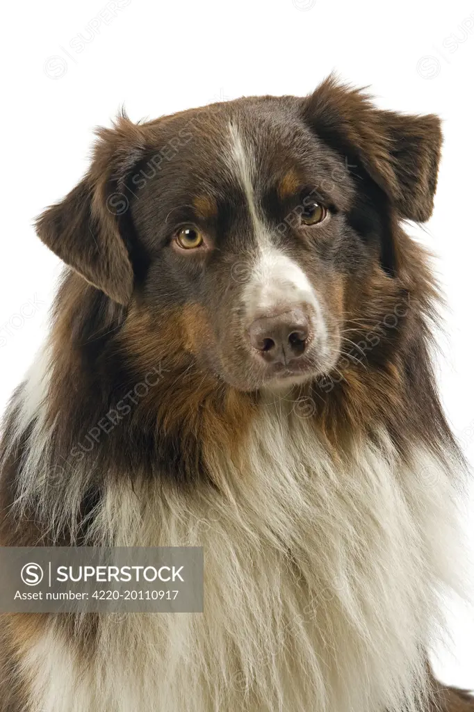 Dog - Australian Sheepdog / Shepherd Dog 
