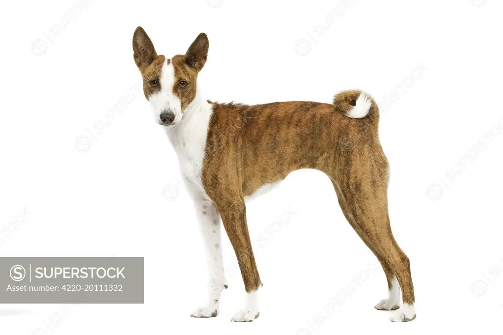 Dog - Basenji 